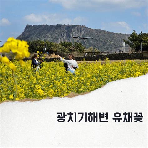 4월 제주도 혼자여행 추천 만개한 제주 유채꽃 명소 성산일출봉 뷰 광치기해변 주차 네이버 블로그