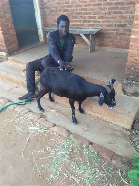 Malawi S Ntchisi Man Arrested For Having Sex With Goat The Maravi Post