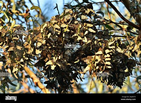 Monarch Butterfly Cluster Natural Bridge State Park Santa Cruz Stock