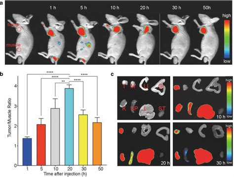 NIRF Imaging Of HCT116 Tumor Bearing Nude Mice And The Tissues A NIRF