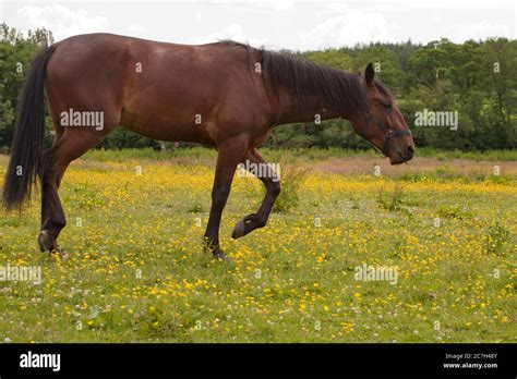 Equidae Meaning