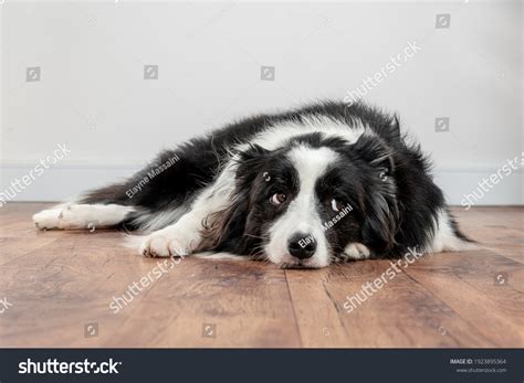 1650 Sad Border Collie Images Stock Photos 3d Objects And Vectors