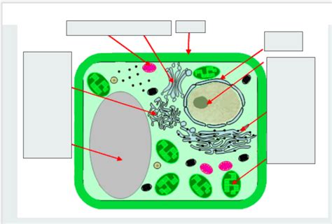 Cell Organelles Diagram Quizlet