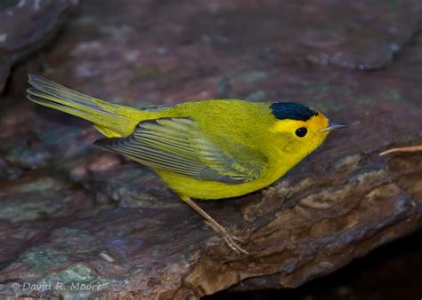 Wilson S Warbler Photo David R Moore Photos At Pbase