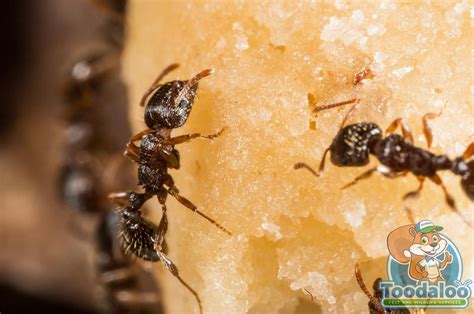 Carpenter Ant Removal | Effective Pest Removal in Canada