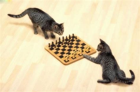 Cat Playing Chess - it is your turn buddy