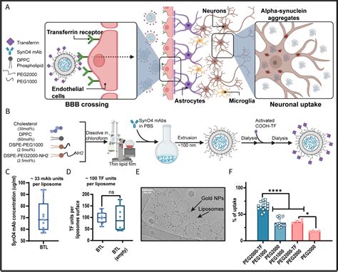 Brain-Targeted Liposomes Loaded with Monoclonal Antibodies Reduce Alpha ...