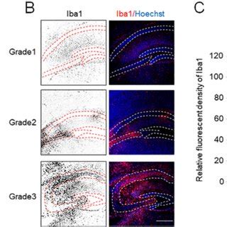 Variable brain damage in the hippocampus of neonatal mice 3 days after ...