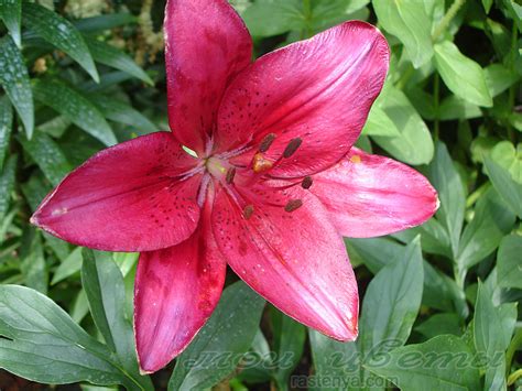 Лилия Отель Калифорния Фото – Telegraph