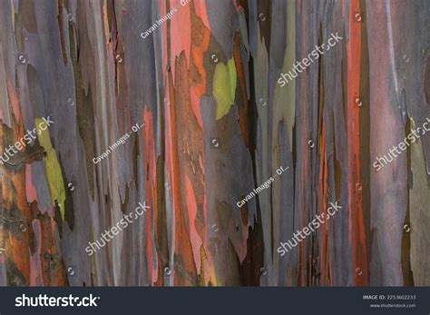 Abstract Rainbow Patterns Eucalyptus Bark Stock Photo 2253602233