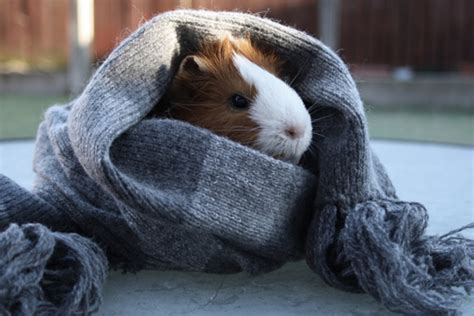 Безопасные развлечения и игрушки для морской свинки