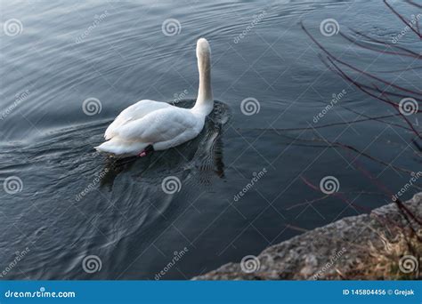 Cisnes Que Nadan En El Lago En La Puesta Del Sol Foto De Archivo