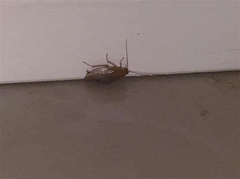 Roach Id Rwhatsthisbug