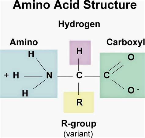 Lý Thuyết Amino Axit Tính Chất Hóa Học Công Thức Cấu Tạo And Bài Tập