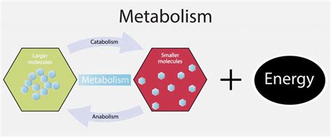 All about Energy and Energy Metabolism – Muscle Archive