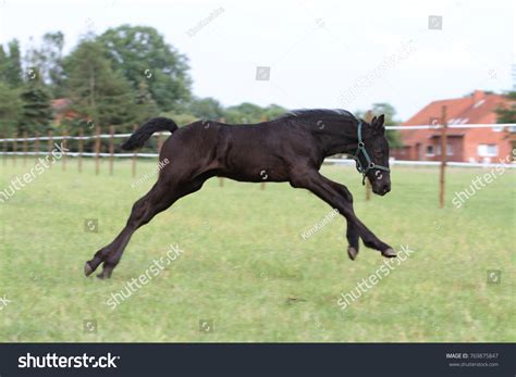 Friesian Horse Jumping Stock Photo 769875847 | Shutterstock