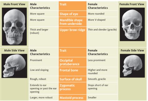 Forensic Anthropology Flashcards Quizlet