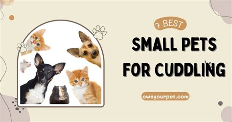 7 Best Small Pets For Cuddling