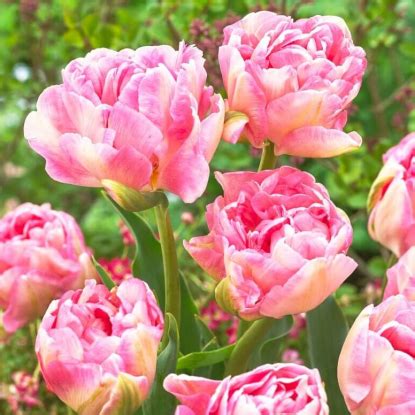 Купить луковицы тюльпанов в Минске, доставка по Беларуси почтой, в ...