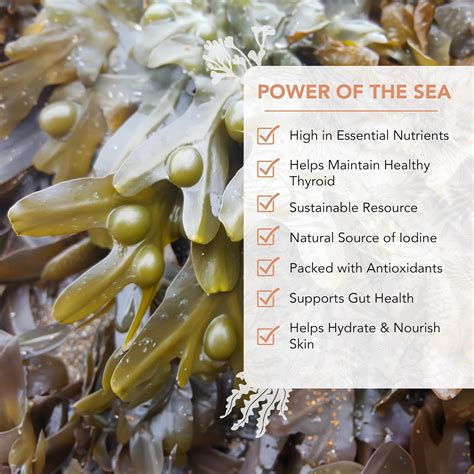 VITAMINSEA Bladderwrack Algas Secas Algas Marinas Silvestres Del