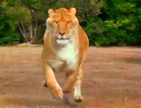 Hercules The Liger