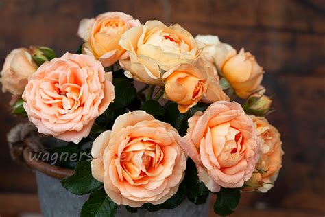 Dolce Vita Wagners Rose Nursery