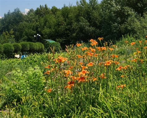 Hemerocallis fulva - Изображение особи - Плантариум