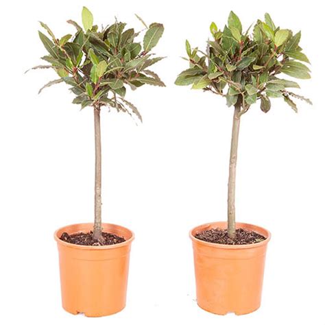 Standard Bay Trees 70 80cm X 2 Yougarden