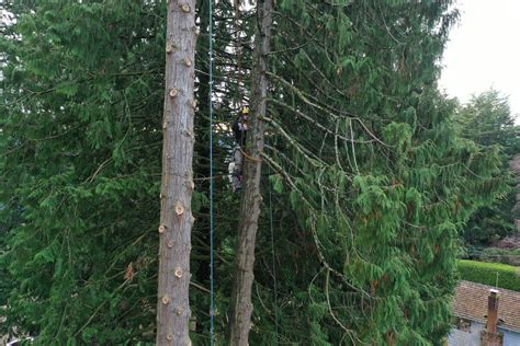 The morton arboretum tree that survived for two centuries