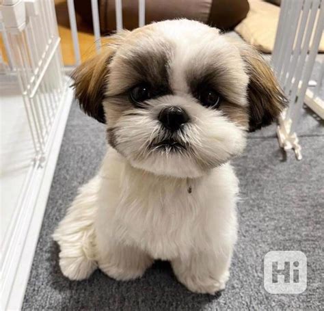 Sladk Ten Tka Shih Tzu Bazar Hyperinzerce Cz