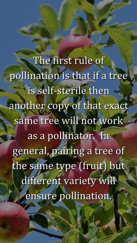 Fruit Tree Pollination | Getting the Most Out Your Fruit Trees | Organic gardening tips, Fruit ...