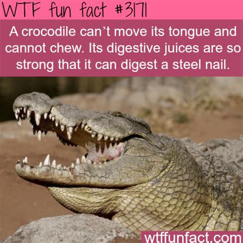 The Crocodile Digestive Juices