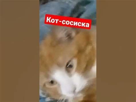 кот-сосиска - YouTube
