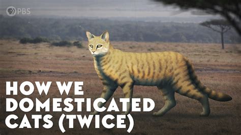 How We Domesticated Cats Twice Youtube