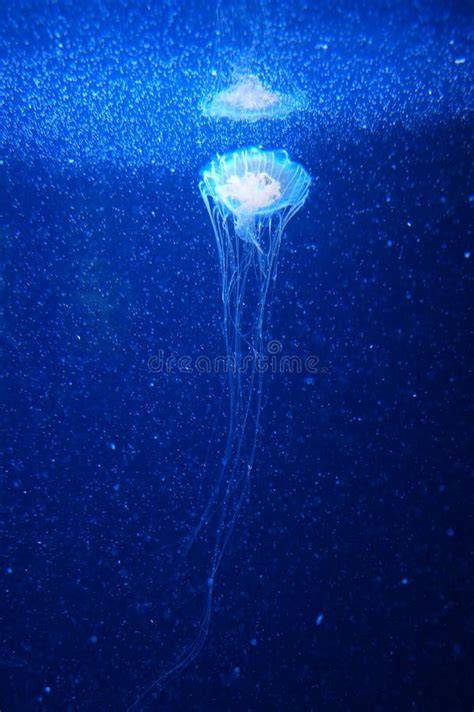 Blue Jelly Fish In Dark Water Stock Image Image Of Dangerous Medusa