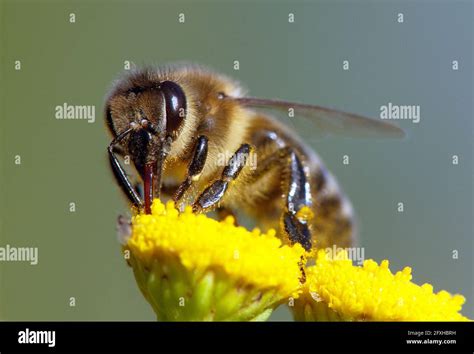 Detalle De Abeja O Abeja Mel Fera En Apis Mellifera Latina Abeja