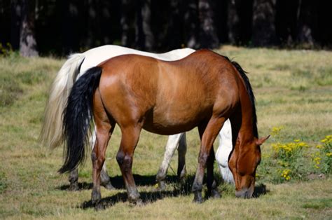 brindle horse coat pattern breeds genetics