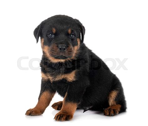 Puppy Rottweiler In Studio Stock Image Colourbox