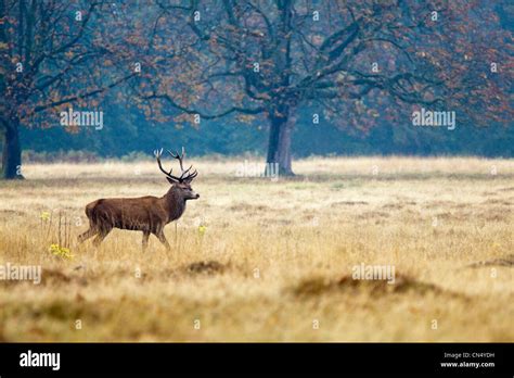 Richmond Park London Deer Hi Res Stock Photography And Images Alamy