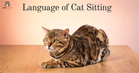 Cat Sitting Positions Meaning How To Decode Them