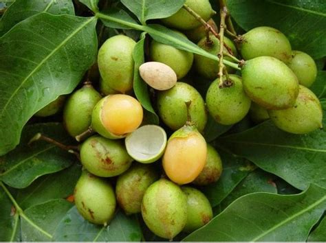 Spanish lime tree seeds Quenepa mamoncillo by ToBeUniqueJewelrys