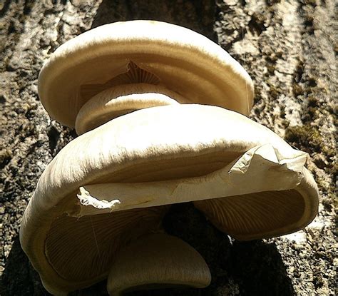 Вёшенка покрытая (Pleurotus calyptratus) фото и описание