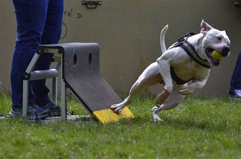 Top 10 Flyball Dog Breeds - Gyula "Julius" Sebő