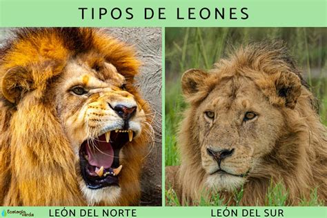 Tipos De Leones Nombres Y Fotos