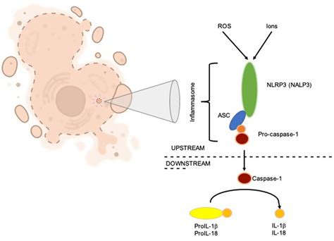 Scheme Of Nlrp3 Inflammasome Assembly On The Left Of The Figure A