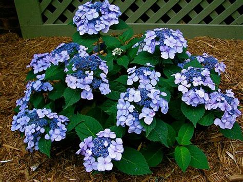 Мадам Роза:метельчатые и крупнолистовые гортензии