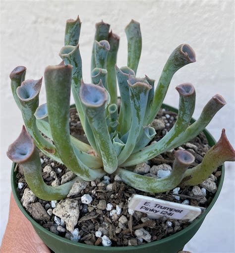 Echeveria Trumpet Pinky In A 4in Pot Rare Imported Succulent Etsy