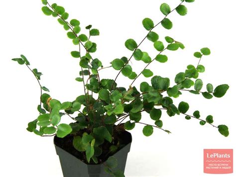 Пеллея (Pellaea) — описание, выращивание, фото | на LePlants.ru