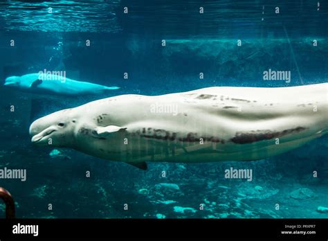 Beluga Whales Mystic Aquarium Mystic, Connecticut, USA Stock Photo - Alamy