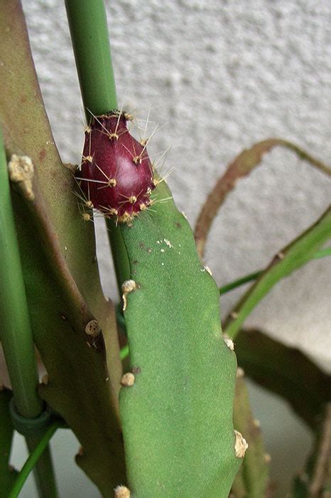 Как вырастить неприхотливый филлокактус с роскошными цветами